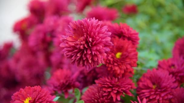 Autumn flower background — Stock Footage Autumn flower background Royalty Free Stock Video