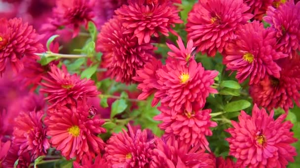 Sonbaharda çiçek arka plan — Stok video