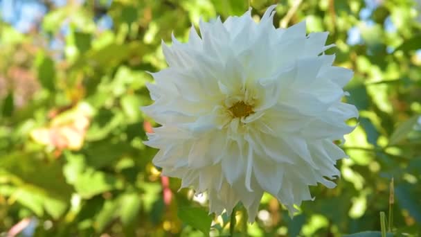 Crisantemos flores de otoño — Vídeos de Stock