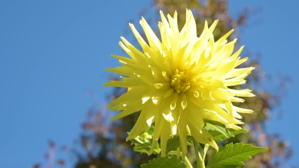 Krysantemum höstens blommor — Stockvideo