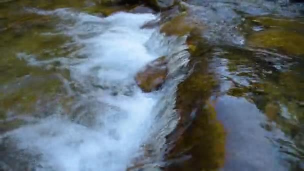 Bosque montaña arroyo — Vídeos de Stock
