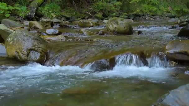 Bosque Montaña Río — Vídeo de stock