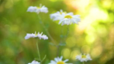 Papatya çiçekler Doğa