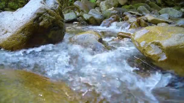 Foresta fiume di montagna — Video Stock