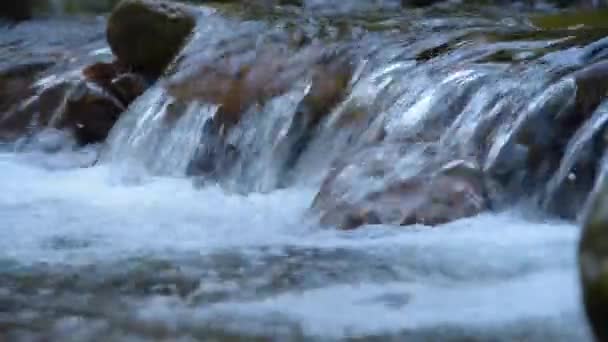 Foresta torrente di montagna — Video Stock