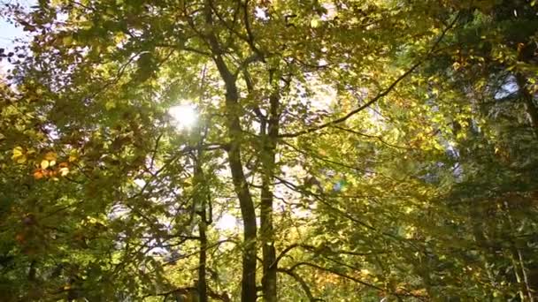 Otoño en el bosque La luz del sol — Vídeos de Stock