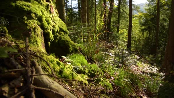 Bosque de montaña épica — Vídeo de stock