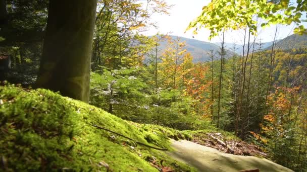 Bosque de montaña épica — Vídeos de Stock