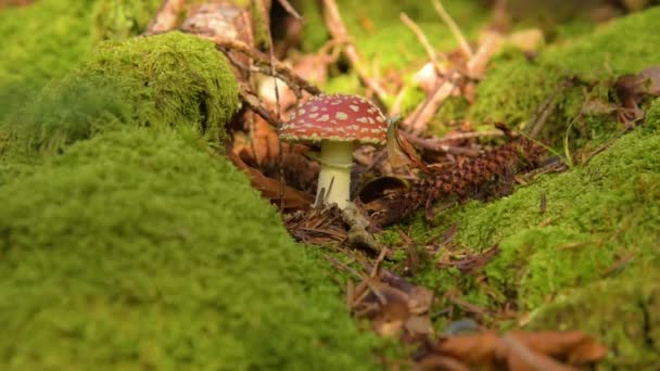 Champignon Amanita muscaria 