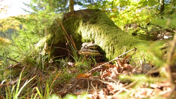 树皮上的真菌 musroom — 图库视频影像