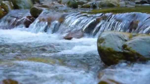 Córrego de montanha floresta — Vídeo de Stock