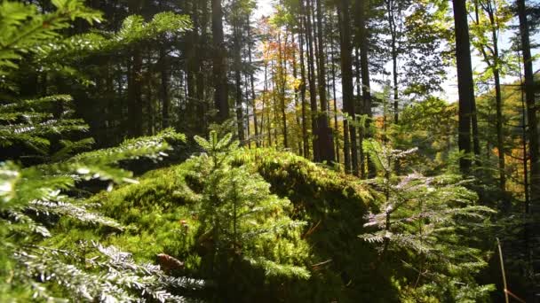 Bosque de montaña épica — Vídeos de Stock