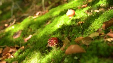 Amanita muscaria mantar
