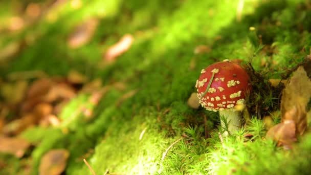 Amanita muscaria cogumelo — Vídeo de Stock