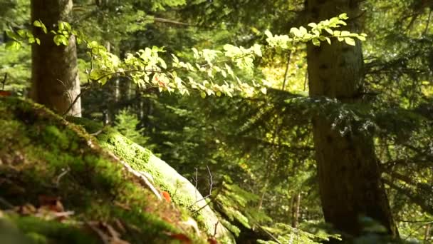 Bosque de montaña épica — Vídeo de stock