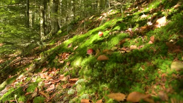 Bosque de montaña épica — Vídeo de stock