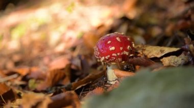 Amanita muscaria mantar