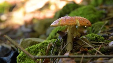 Amanita muscaria mantar