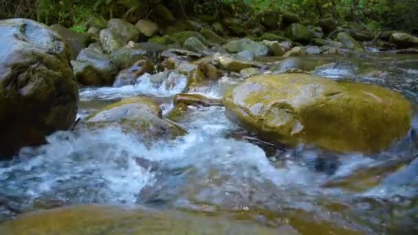 Skogsbergsfloden — Stockvideo