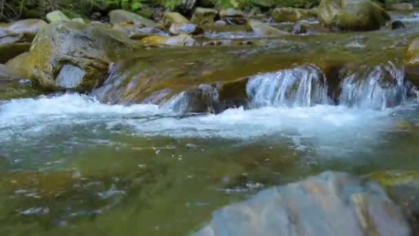 Foresta fiume di montagna — Video Stock