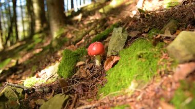 Amanita muscaria mantar