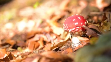 Amanita muscaria mantar