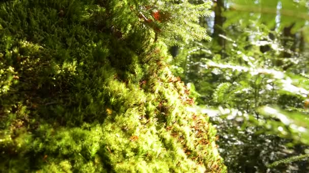 서사시 산 숲 — 비디오