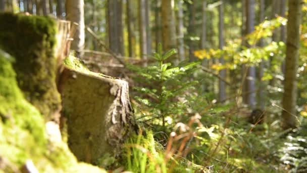 Эпический горный лес — стоковое видео