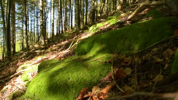 史诗般的山地森林 — 图库视频影像