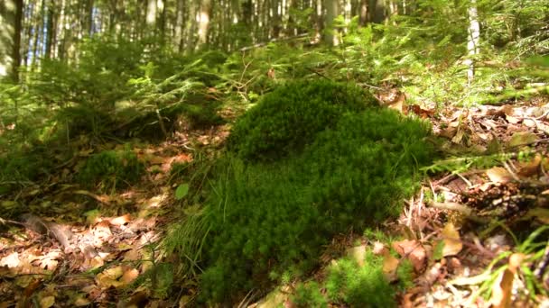 壮大な山の森林 — ストック動画
