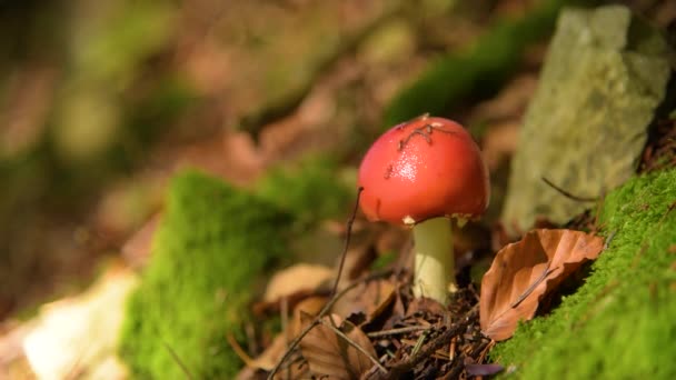 Amanita muscaria grzyb — Wideo stockowe