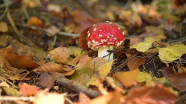 Amanita muscaria mantar