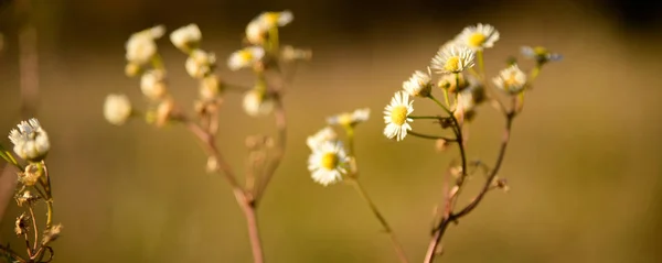 Lindas flores de camomila na natureza selvagem — Fotografia de Stock