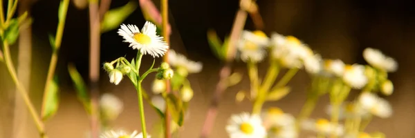 Hermosas flores de manzanilla en la naturaleza salvaje —  Fotos de Stock