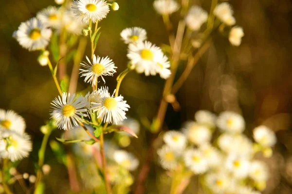 Beautiful Camomile Flowers in the wild Nature — Stock Photo, Image