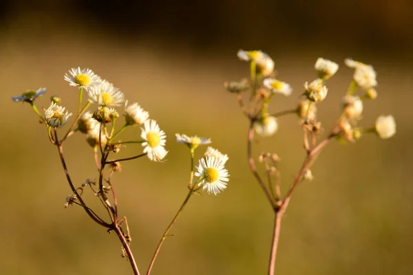 Lindas flores de camomila na natureza selvagem — Fotografia de Stock