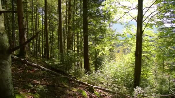 Floresta de montanha épica — Vídeo de Stock