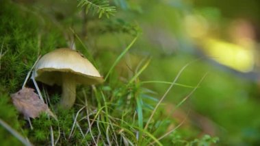 Ormanda zehirli mantarlar