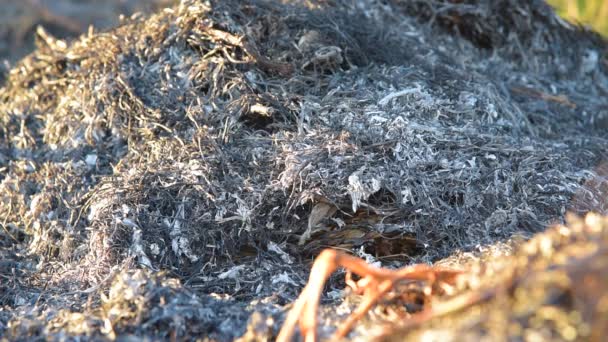 Cenizas después del fuego en el campo — Vídeo de stock