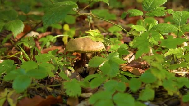 Cogumelos venenosos na floresta — Vídeo de Stock