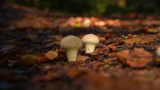 Poisonous mushrooms in the forest — Stock Video