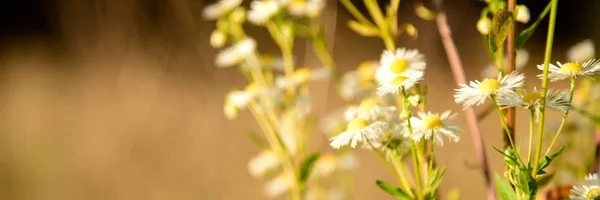 Hermosas flores de manzanilla en la naturaleza salvaje —  Fotos de Stock
