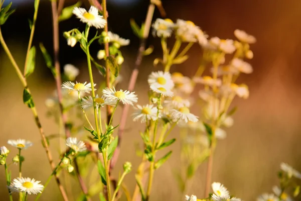 Lindas flores de camomila na natureza selvagem — Fotografia de Stock