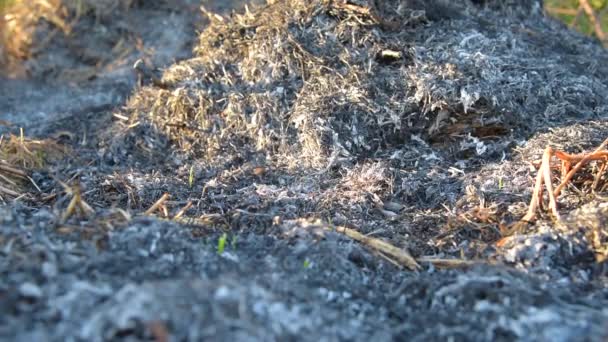 Cinzas após o fogo no campo — Vídeo de Stock