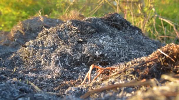 Cendres après le feu sur le terrain — Video