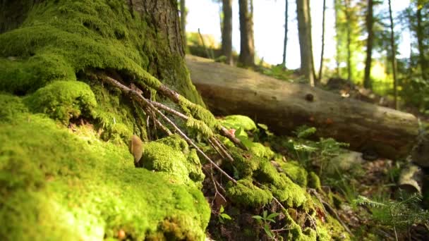 Mycetinis alliaceus fungo in luce del mattino che cresce su moos verde — Video Stock