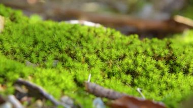 Mycetinis alliaceus mantar sabah ışık yeşil moos büyüyen