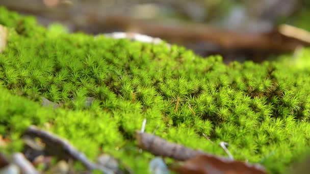 Mycetinis szczypiorkowy grzyb w świetle poranka, rosnące na zielony moos — Wideo stockowe