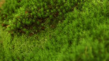 Mycetinis alliaceus mantar sabah ışık yeşil moos büyüyen