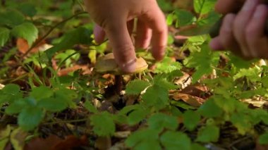 Bir adam bir bıçakla mantar keser..